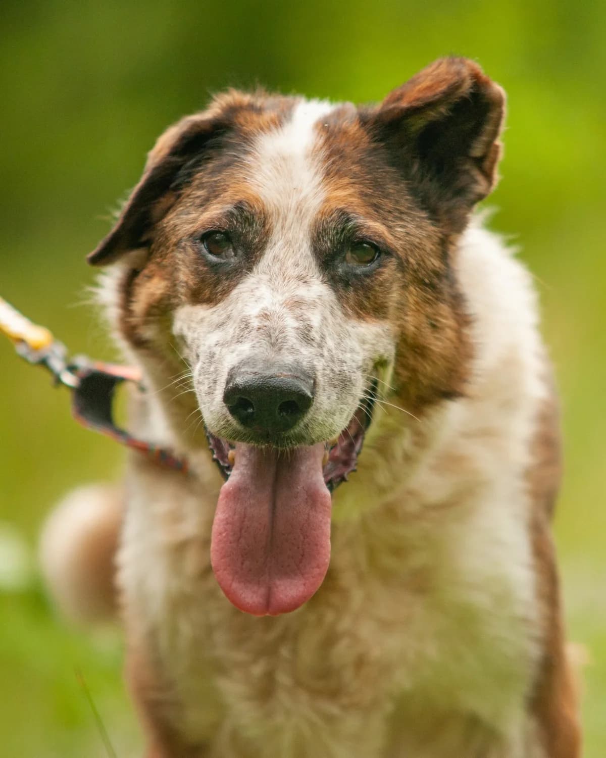 BIM, male senior Mixed Breed for adoption at Fundacja Głosem Zwierząt, Polska