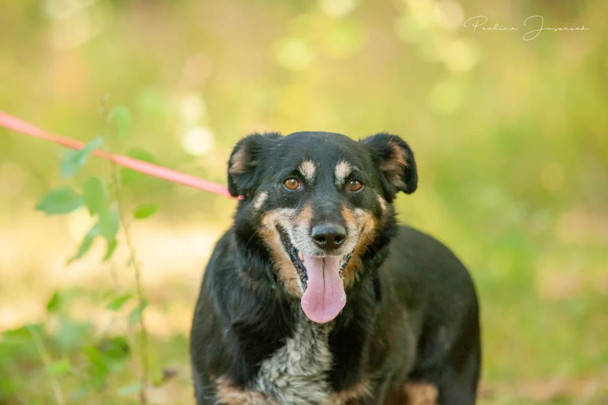 CIASTEK, male senior Mixed Breed for adoption at Fundacja Głosem Zwierząt, Polska