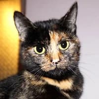 MELANIA, female Mixed Breed for adoption at Fundacja Głosem Zwierząt, Polska