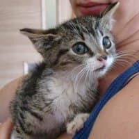 LOTEK, female Mixed Breed for adoption at Fundacja Głosem Zwierząt, Polska