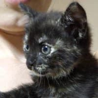 FARBKA, Mixed Breed for adoption at Fundacja Głosem Zwierząt, Polska