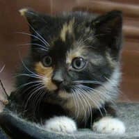 PEPSSI, Mixed Breed for adoption at Fundacja Głosem Zwierząt, Polska