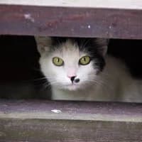 GUZIK, female Mixed Breed for adoption at Fundacja Głosem Zwierząt, Polska
