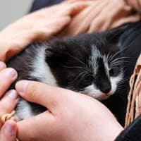 BABSI, Mixed Breed for adoption at Fundacja Głosem Zwierząt, Polska
