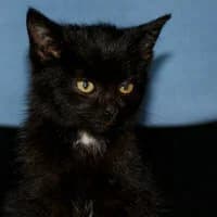 WĘGIELECZEK, Mixed Breed for adoption at Fundacja Głosem Zwierząt, Polska