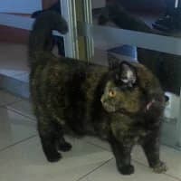 LAVA, female Mixed Breed for adoption at Fundacja Głosem Zwierząt, Polska