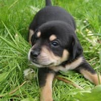 ROCKI, Mixed Breed for adoption at Fundacja Głosem Zwierząt, Polska
