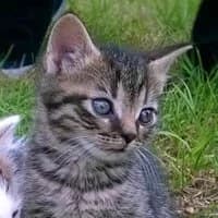 BZICZEK, Mixed Breed for adoption at Fundacja Głosem Zwierząt, Polska