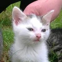 BAZYLKA, Mixed Breed for adoption at Fundacja Głosem Zwierząt, Polska
