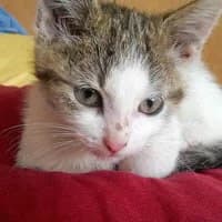 PLAMA, Mixed Breed for adoption at Fundacja Głosem Zwierząt, Polska