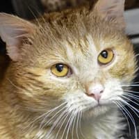 NUGAT, male Mixed Breed for adoption at Fundacja Głosem Zwierząt, Polska