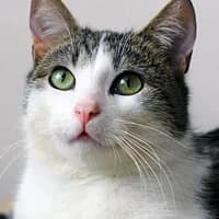 PICANTO, Mixed Breed for adoption at Fundacja Głosem Zwierząt, Polska