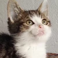 RAPHAEL, Mixed Breed for adoption at Fundacja Głosem Zwierząt, Polska