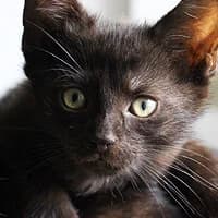 BAJZEL, female Mixed Breed for adoption at Fundacja Głosem Zwierząt, Polska
