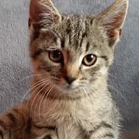 PTYSIA, female Mixed Breed for adoption at Fundacja Głosem Zwierząt, Polska