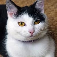 MAGNOLIA, female Mixed Breed for adoption at Fundacja Głosem Zwierząt, Polska