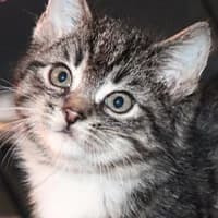 ETNA, Mixed Breed for adoption at Fundacja Głosem Zwierząt, Polska