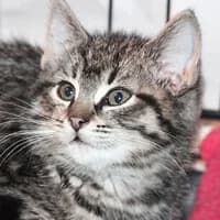 LOA, Mixed Breed for adoption at Fundacja Głosem Zwierząt, Polska