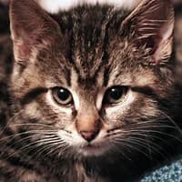 APO, Mixed Breed for adoption at Fundacja Głosem Zwierząt, Polska