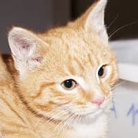 SYLWESTER, female Mixed Breed for adoption at Fundacja Głosem Zwierząt, Polska