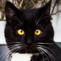 ESMERALDA, female Mixed Breed for adoption at Fundacja Głosem Zwierząt, Polska