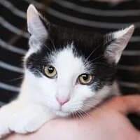 JEŻYK, Mixed Breed for adoption at Fundacja Głosem Zwierząt, Polska