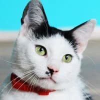 PINGWINEK, Mixed Breed for adoption at Fundacja Głosem Zwierząt, Polska