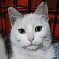 NALA, Mixed Breed for adoption at Fundacja Głosem Zwierząt, Polska