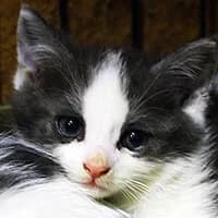 GROSZEK, Mixed Breed for adoption at Fundacja Głosem Zwierząt, Polska