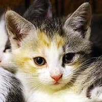 SZALOTKA, Mixed Breed for adoption at Fundacja Głosem Zwierząt, Polska