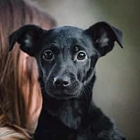 FELA, Mixed Breed for adoption at Fundacja Głosem Zwierząt, Polska