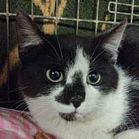 GRUMI, Mixed Breed for adoption at Fundacja Głosem Zwierząt, Polska