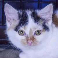 SHANTI, Mixed Breed for adoption at Fundacja Głosem Zwierząt, Polska