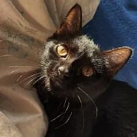 CATRA, Mixed Breed for adoption at Fundacja Głosem Zwierząt, Polska
