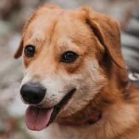 TIMO, Mixed Breed for adoption at Fundacja Głosem Zwierząt, Polska