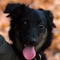 GOYA, Mixed Breed for adoption at Fundacja Głosem Zwierząt, Polska