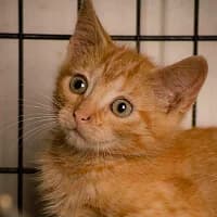 MIĘTEK, Mixed Breed for adoption at Fundacja Głosem Zwierząt, Polska