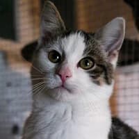 PYRKA, Mixed Breed for adoption at Fundacja Głosem Zwierząt, Polska