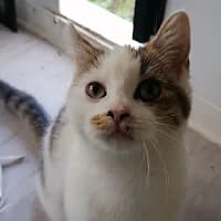 KAJKA, Mixed Breed for adoption at Fundacja Głosem Zwierząt, Polska