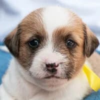 PARYS, Mixed Breed for adoption at Fundacja Głosem Zwierząt, Polska