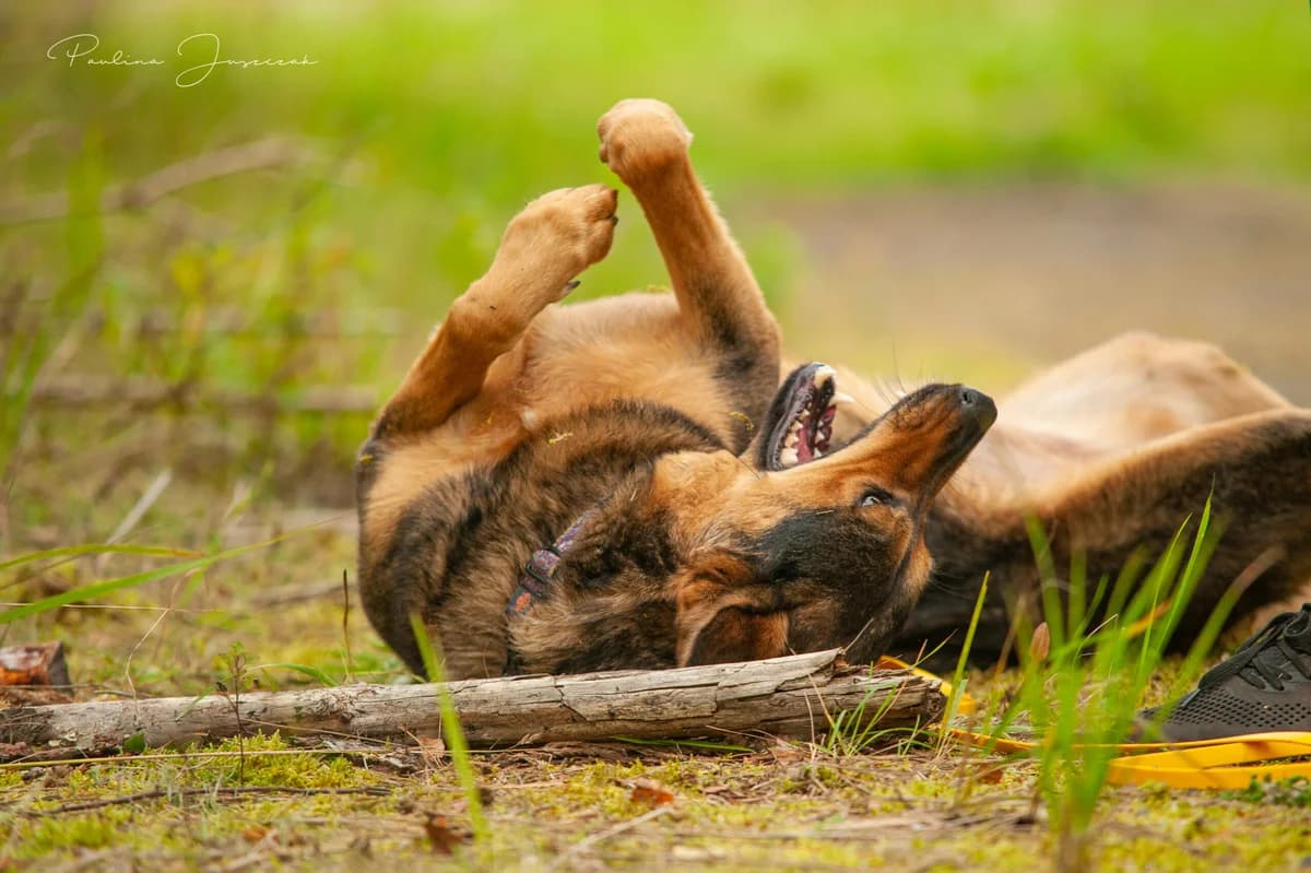 NABU, Mixed Breed for adoption at Fundacja Głosem Zwierząt, Polska