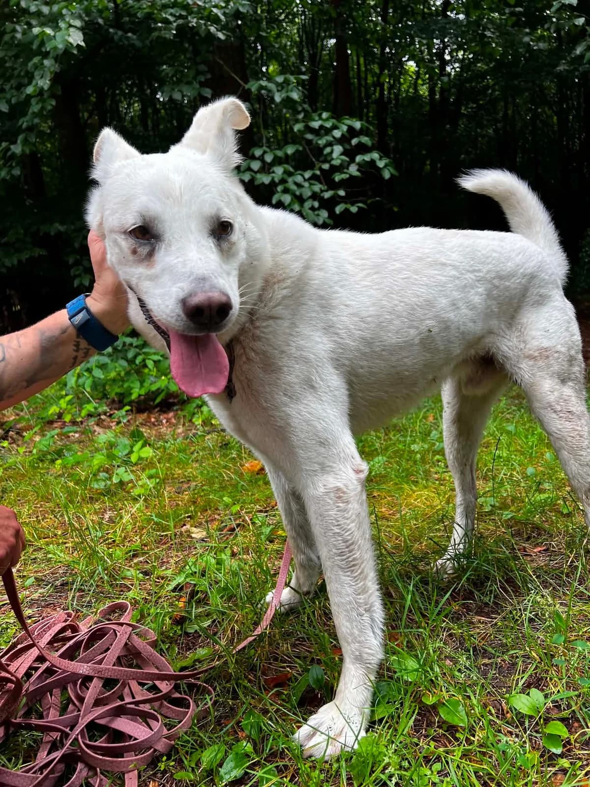 ROŻEK, male 7yo Mixed Breed for adoption at Fundacja Głosem Zwierząt, Polska