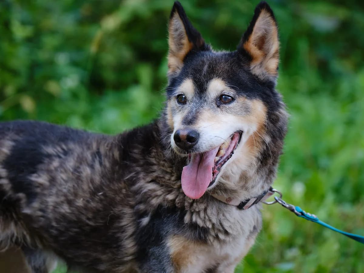 DUNIO, male senior Mixed Breed for adoption at Fundacja Głosem Zwierząt, Polska