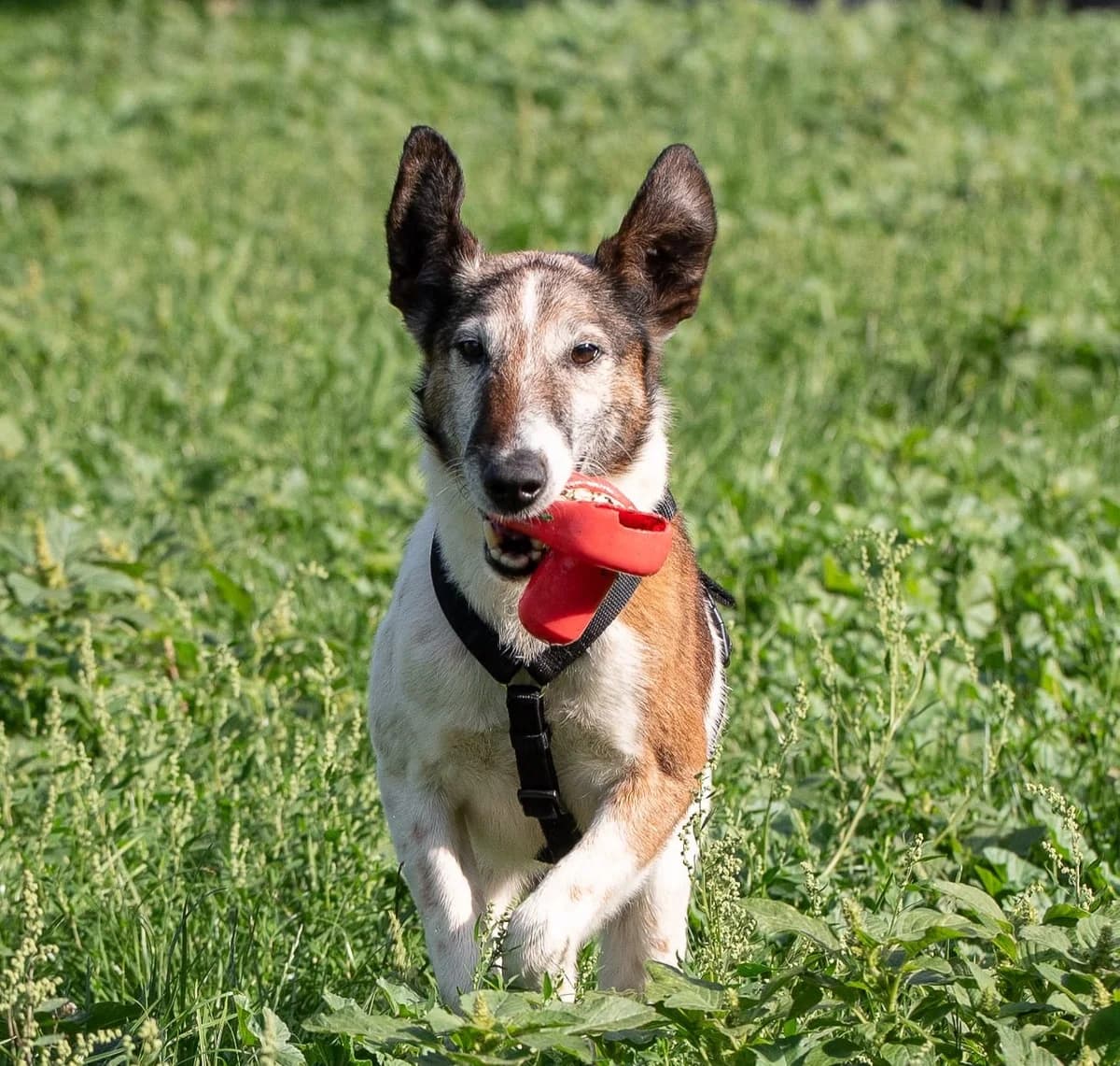 OSKAR, male senior Mixed Breed for adoption at Fundacja Głosem Zwierząt, Polska
