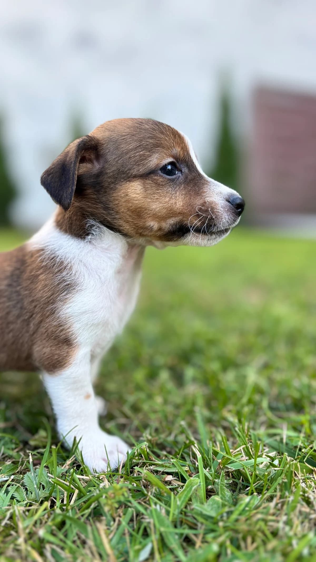 KIRO, Mixed Breed for adoption at Fundacja Głosem Zwierząt, Polska