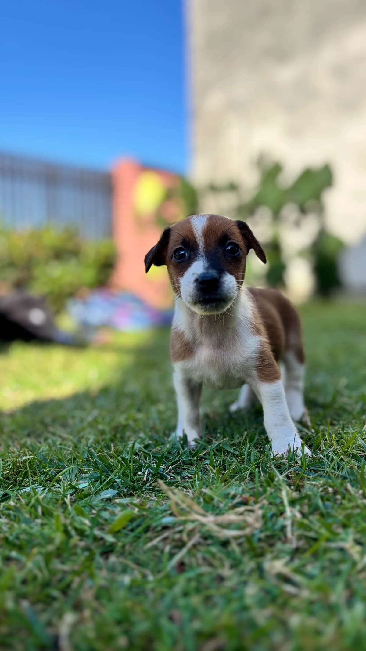 MAILO, Mixed Breed for adoption at Fundacja Głosem Zwierząt, Polska