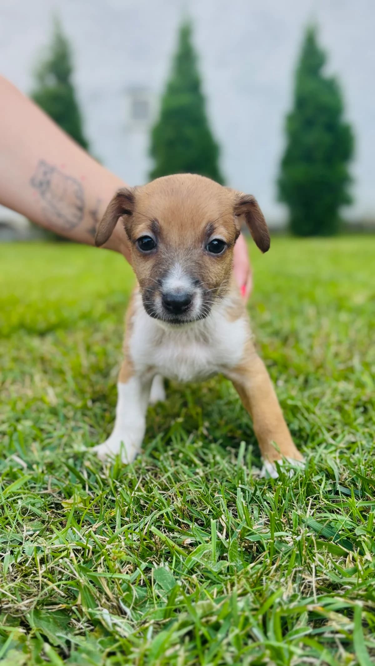 JUNIOR, Mixed Breed for adoption at Fundacja Głosem Zwierząt, Polska