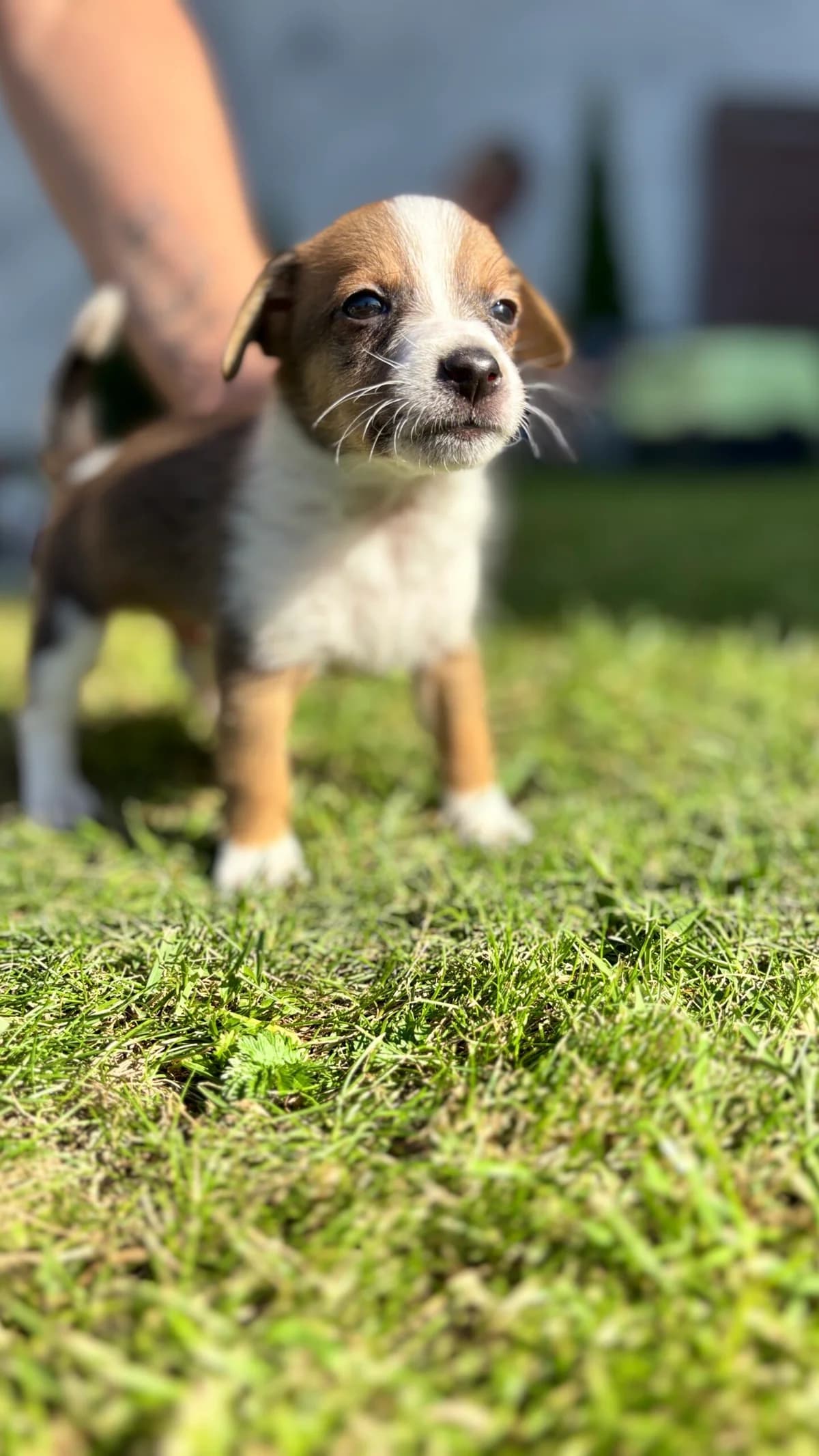 DRACO, Mixed Breed for adoption at Fundacja Głosem Zwierząt, Polska