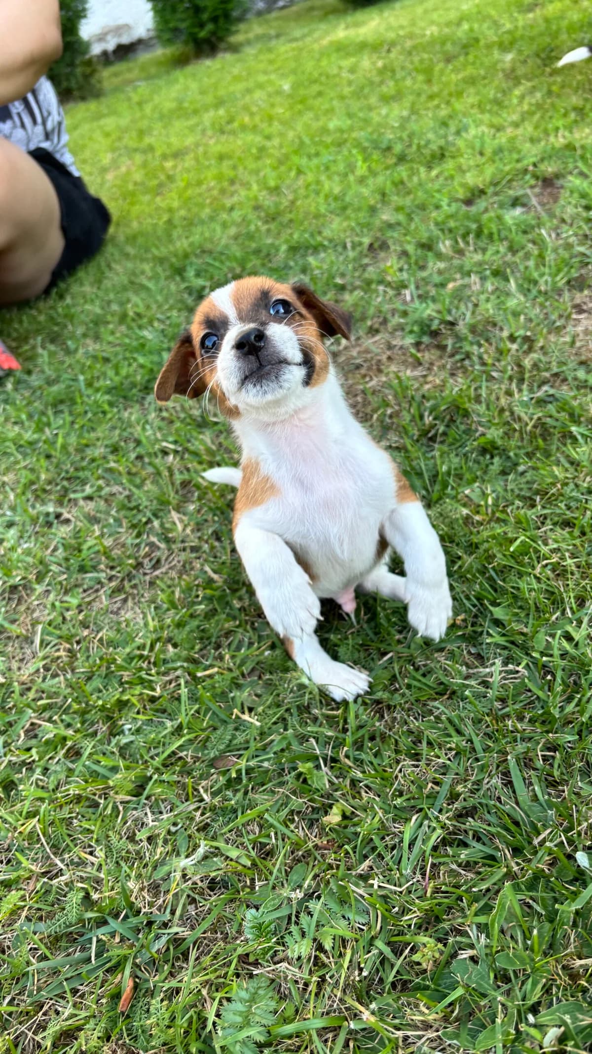 TOBY, Mixed Breed for adoption at Fundacja Głosem Zwierząt, Polska