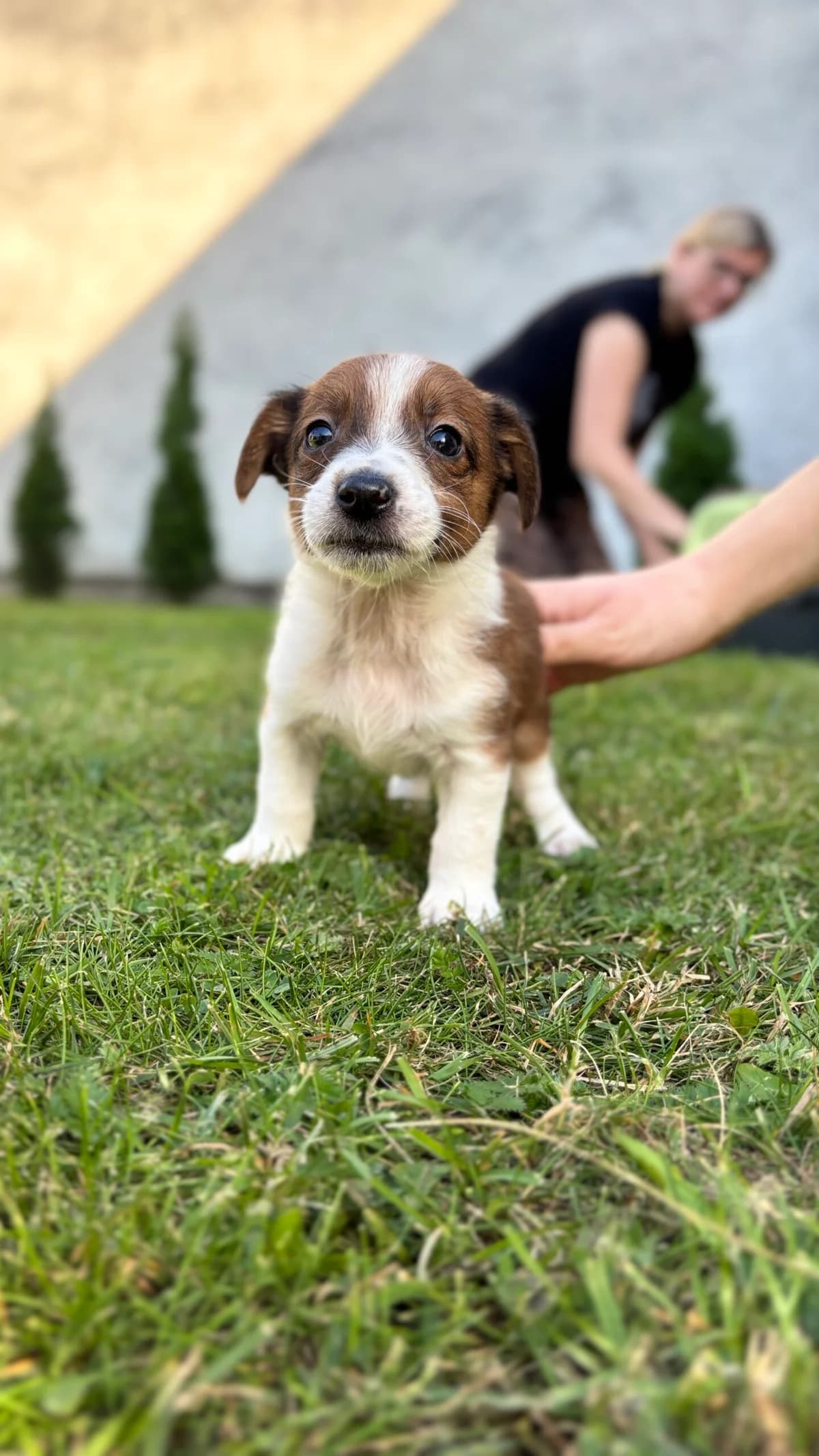 PIEGUSEK, Mixed Breed for adoption at Fundacja Głosem Zwierząt, Polska